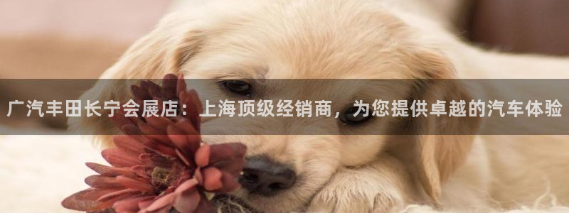 果博代理电话多少号码：广汽丰田长宁会展店：上海顶级经销商，为您提供卓越的汽车体验